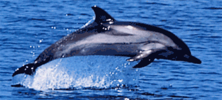Divers catégories de dauphins dans ANIMAUX dauphin-bleu-et-blanc
