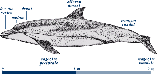 La morphologie du dauphin